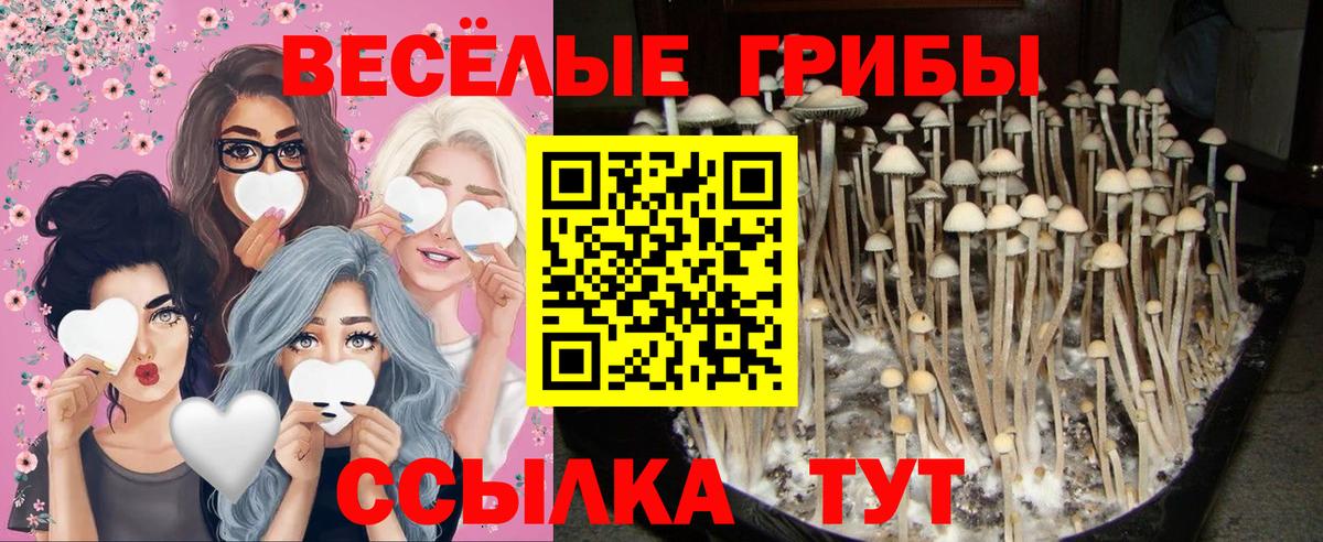 Псилоцибиновые грибы GOLDEN TEACHER  Вход с VPN  Псилоцибиновые грибы мухоморы  Верхняя Салда 